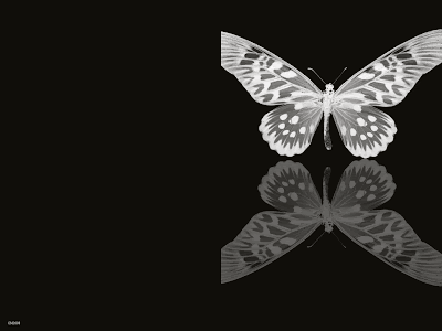 Fondos y Postales: tarjeta mariposa en blanco y negro