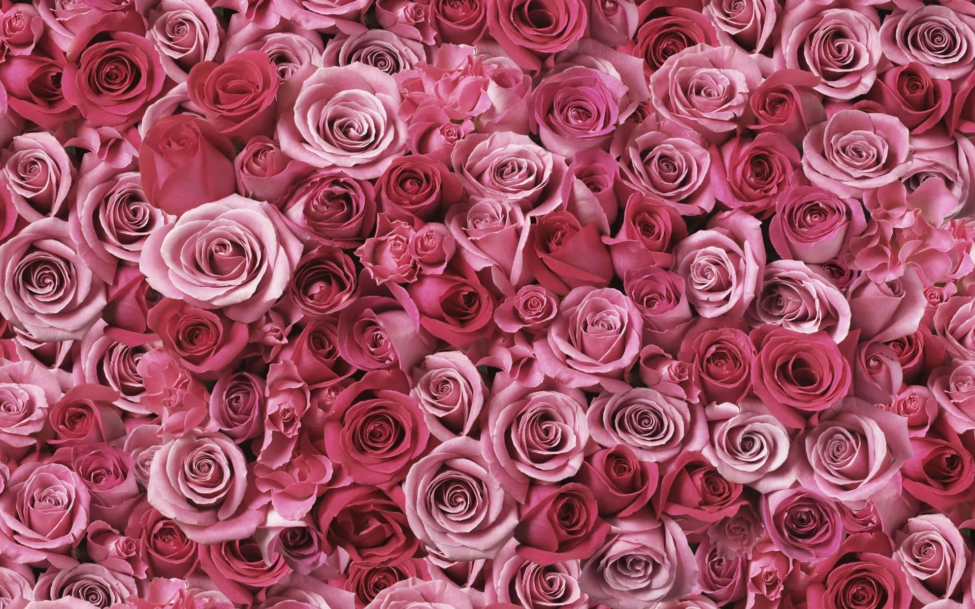 Fondos Románticos Rosas. - Wallpapers - Wallpapers