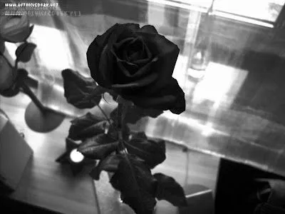 fondos de rosas negras rosas oscuras escala wallpapers gratis | Gothic ...