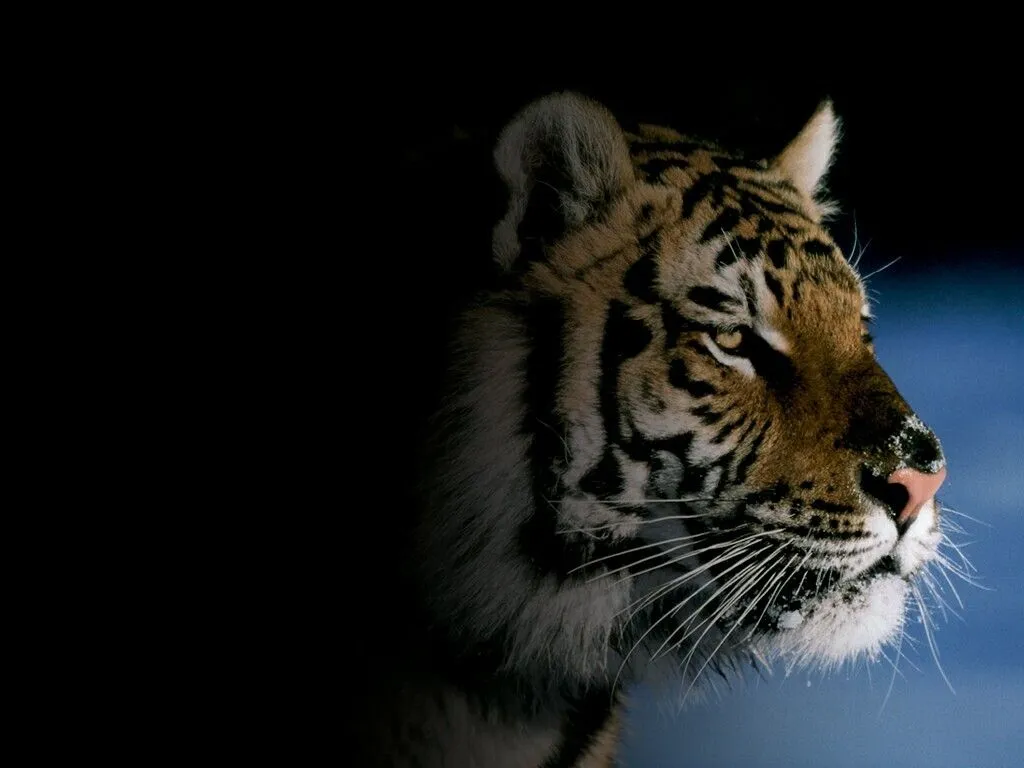 Descargar Fondos De Pantalla Rugido De Tigre Hd Widescreen Gratis ...