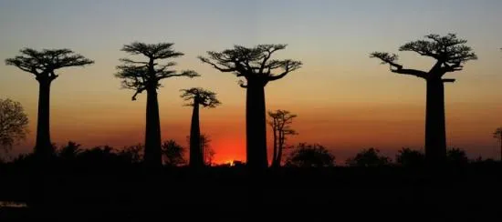 la forêt de baobabs/ baobab forest - Picture of Ikotel, Ifaty ...