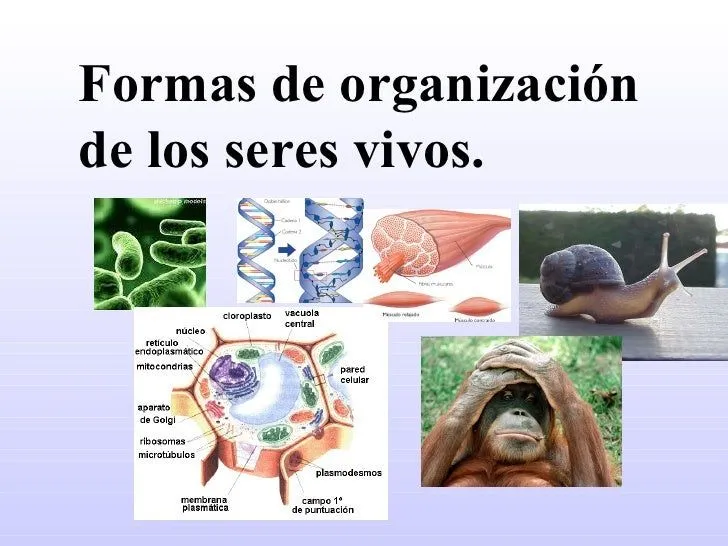 3 formas de organización de los seres vivos