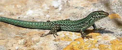 Dibujos de lagartija Formentera - Imagui