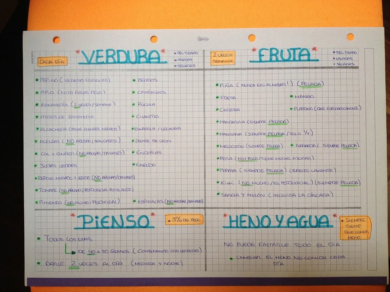 FORO CONEJOS ENANOS ( ALIMENTACIÓN, CUIDADOS...) - Lista de ...