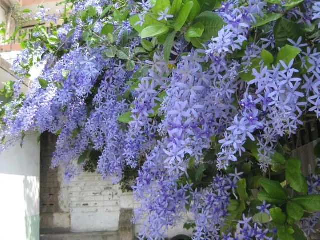 ARBOLES DE FLOR MORADA - Imagui