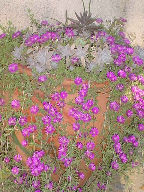 Foro de InfoJardín - Plantas y flores curiosas