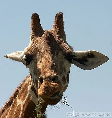 Fotos de caras de jirafas - Imagui