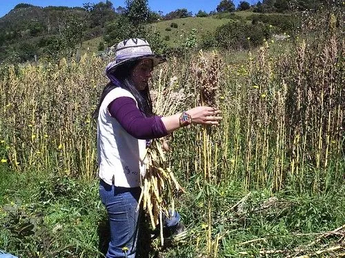 Foros de Aporrea.org :: Ver tema - Arroz con mango