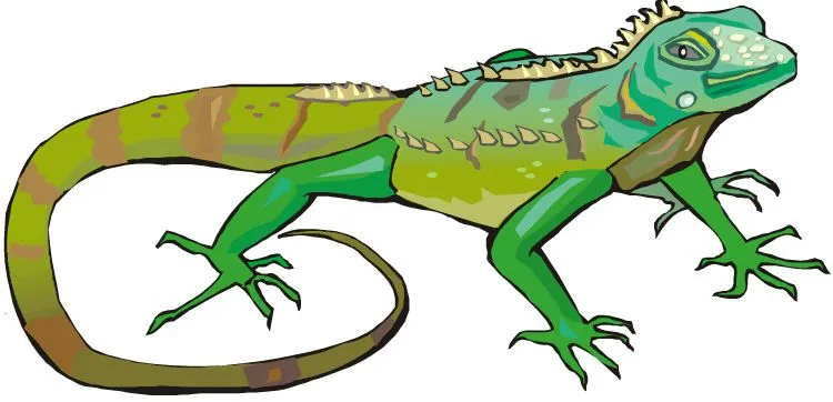 Forum - bienvenido a la pagina de la Iguana casa