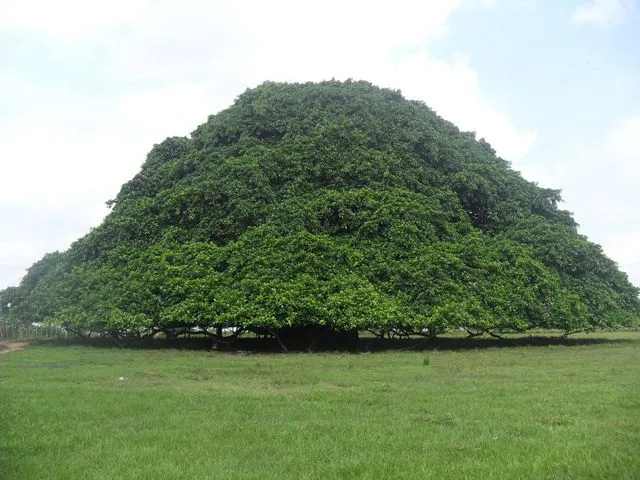 Le forum de Darloup sur la Colombie • Voir le sujet - El árbol de ...