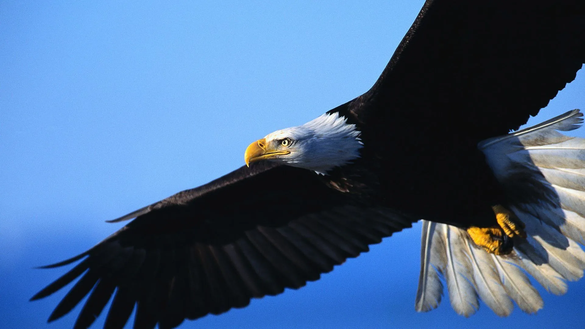 Foto de un águila - 1920x1080 :: Fondos de pantalla y wallpapers