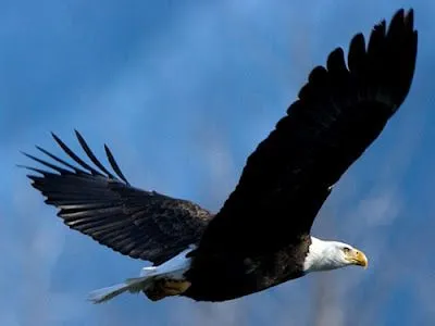 Foto de Aguila Volando | Muchas Fotos