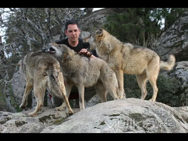 Foto: alquiler de perros, gatos, aves y animales de todo tipo