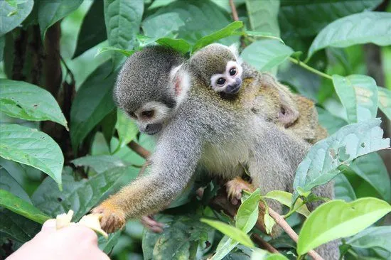 Foto de Amazonas Jungle Tours, Leticia: Alimentando a los miquitos ...