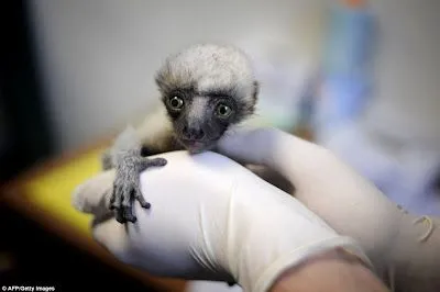 Foto Bazar: bebe lemur - monos - animales - tierno - peluches ...