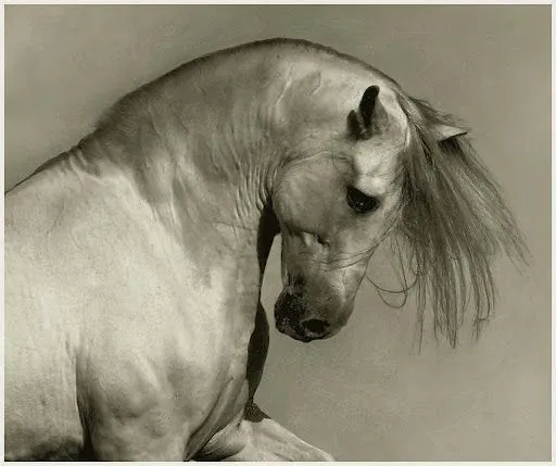 Foto Bazar: Caballo blanco en BN - animales - fotomanipulación ...