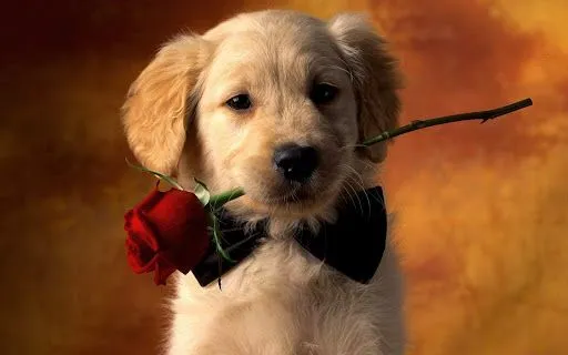 Foto Bazar: cachorro enamorado - amor - tierno - rosas - flores ...