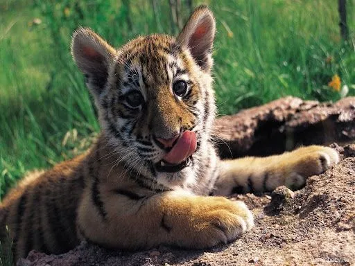 Foto Bazar: cachorro de tigre - felinos - animales - naturaleza ...