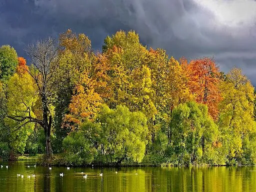 Foto Bazar: paisaje de otoño - fotomanipulación - árboles - ríos ...