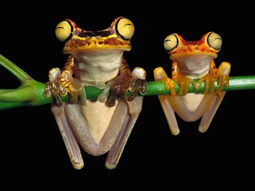 Foto Bazar: ranas animales parejas wallpaper