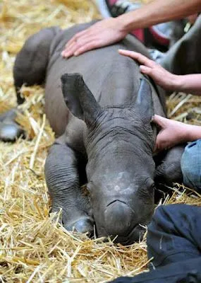 Foto Bazar: rinoceronte recién nacido en el zoo de Münster (Alemania ...