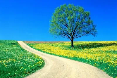 Foto Bazar: wallpaper - paisaje con camino - flores -