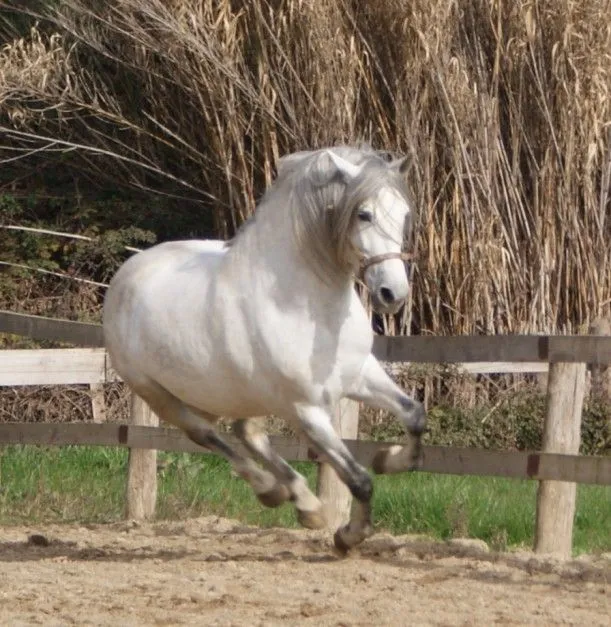 Foto - Caballos en venta el barbudo bailador1 jpg