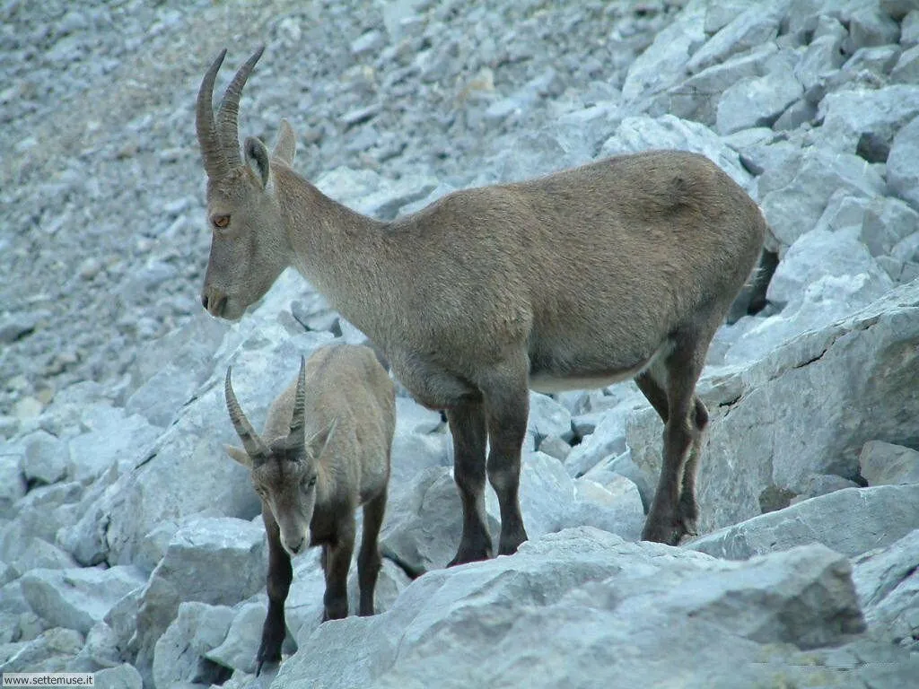 FOTO CAPRETTE E PECORE PER SFONDI PC