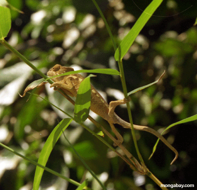 Foto: Chameleon Da Pantera Do Bebê