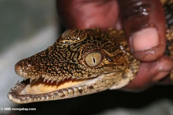 Foto: El cocodrilo del bebé sostuvo en la mano de la guía en Gabón