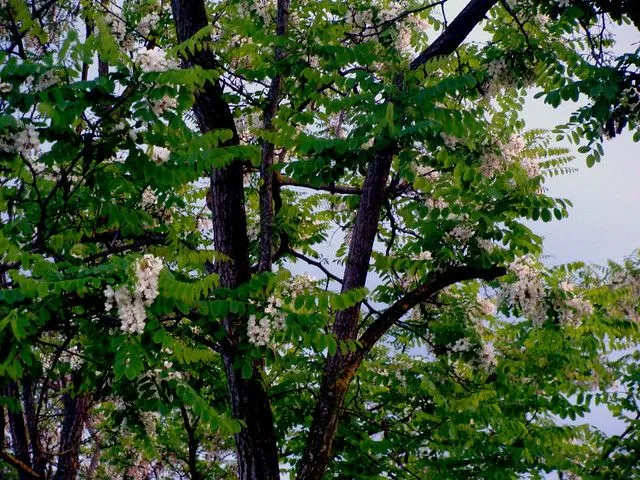 Foto de: arbol con flores blancas | EITB Fotos de usuarios