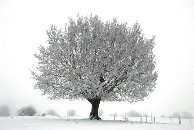 Foto de: Bonitos árboles con la cencellada hoy en Urbasa | EITB ...