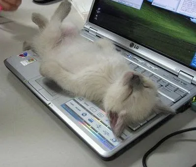 Esta foto deste gatinho dormindo no laptop eh LINDA e nao resisti ...