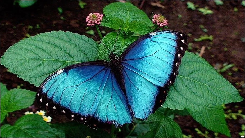 Foto Del Día: Mariposa Azul | viviendo en la tierra