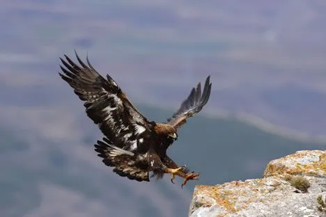 FOTO ENLACE NATURAL: El aterrizaje de un águila premio especial de ...