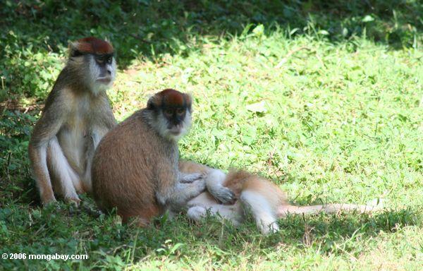 Foto: Familia de los monos de Patas (patas de Erythrocebus) en ...