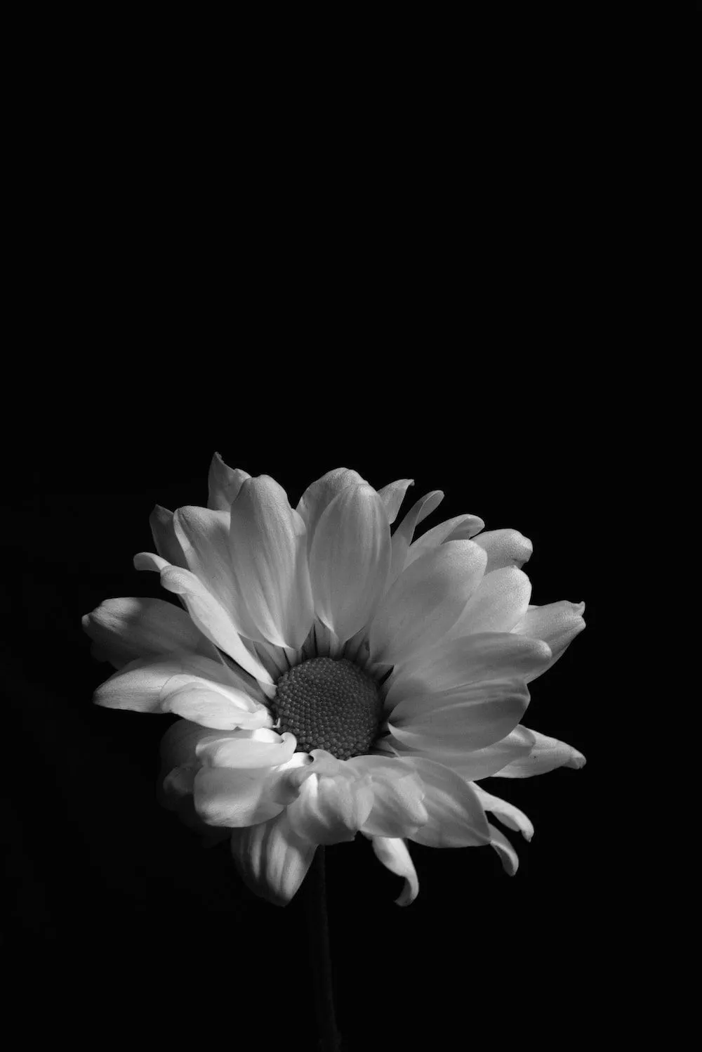 Foto Flor blanca con fondo negro – Imagen Naturaleza muerta gratis en  Unsplash