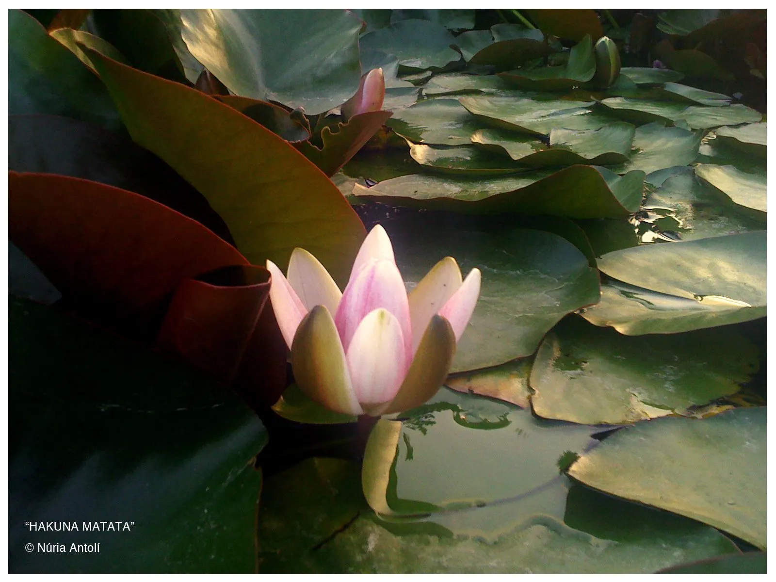 foto: Flor de loto © Nuria Antolí)