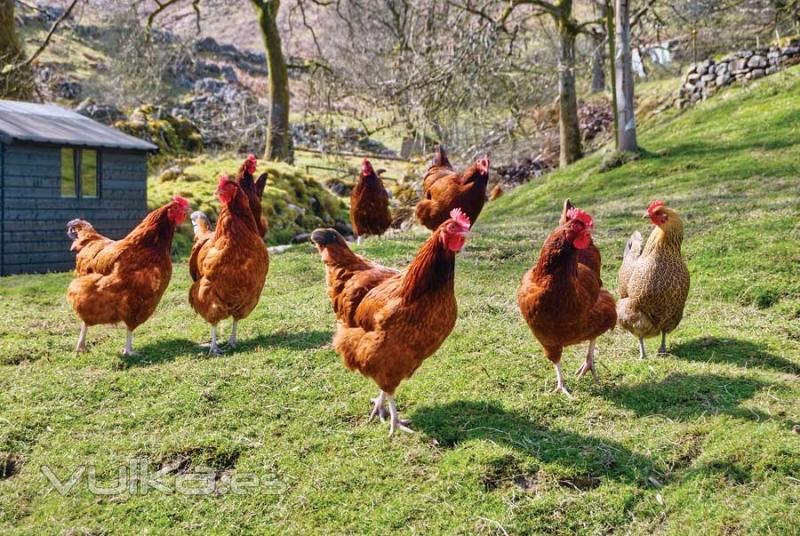 Foto: TENEMOS GALLINAS PONEDORAS,DE RAZA,GALLOS Y POLLOS DE ENGORDE