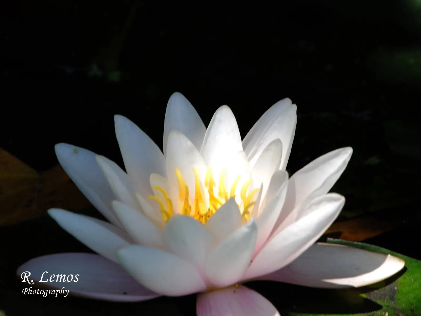 foto graphismos: Flor de Lotus