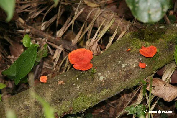 Foto: Hongos rojos