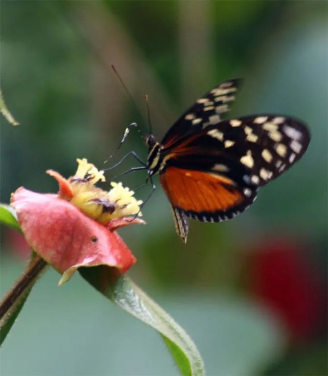 Foto Hotel Montecristo River Lodge - Variedad de maripozas en los ... Foto Hotel Montecristo River Lodge - Variedad de maripozas en los ...