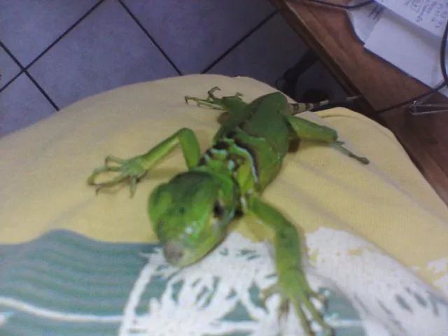 Foto de iguanas bebé - Imagui