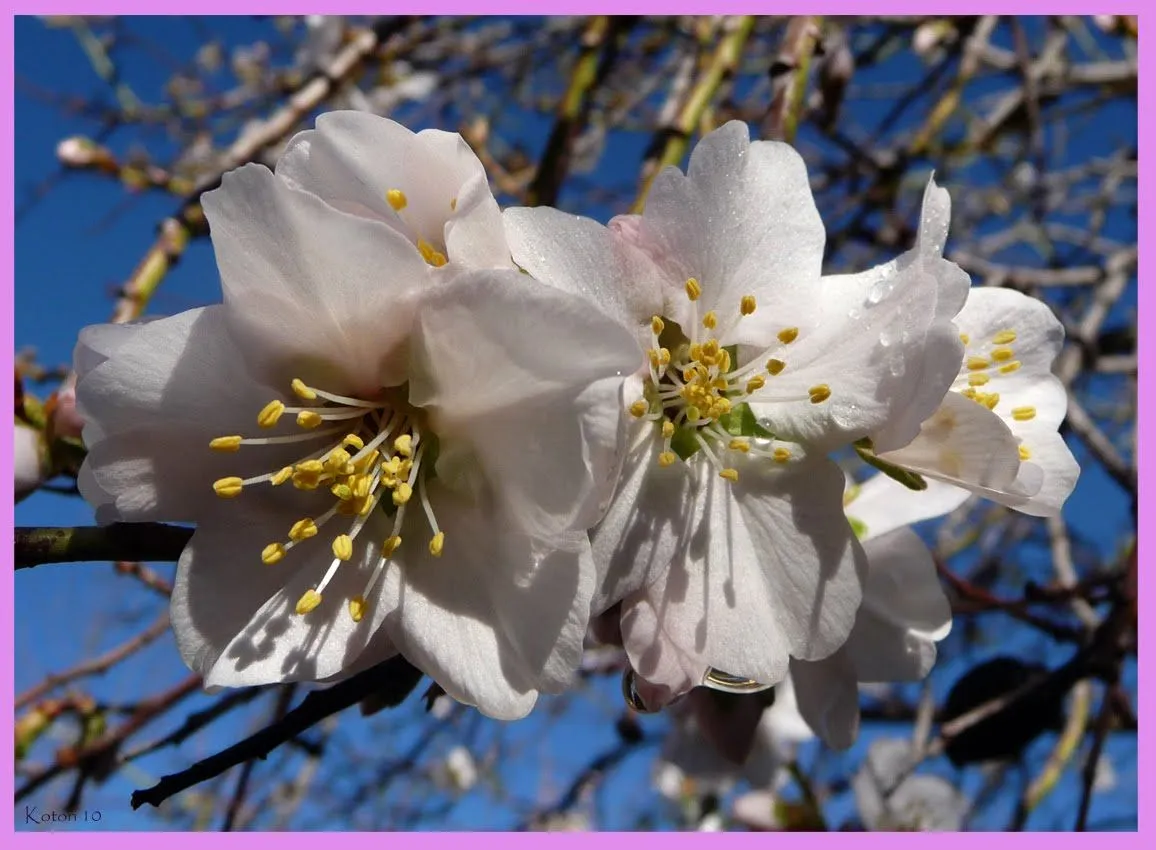 FOTO-KOTORI: FLORES Y FLORES DE ALMENDRO, HASTA HARTARNOS!!!