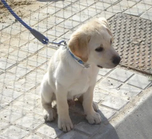 Foto de nuestros labradores (Página 46) - (Labrador Retriever ...