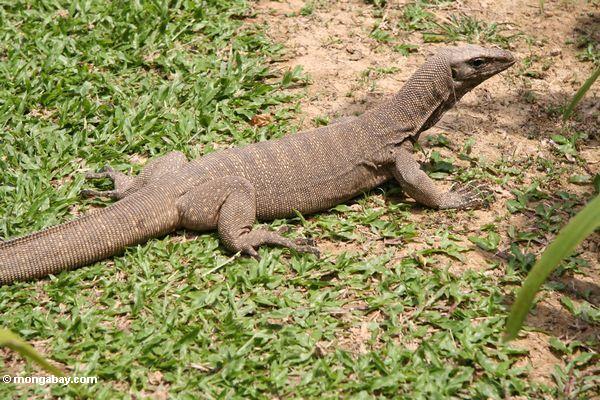 Foto: Lagarto pequeño del monitor de agua que admite el sol en la ...