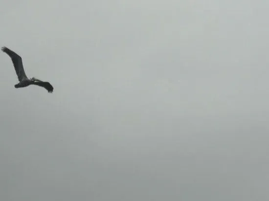 Foto de Laguna de la Restinga, Isla de Margarita: pajaro volando ...