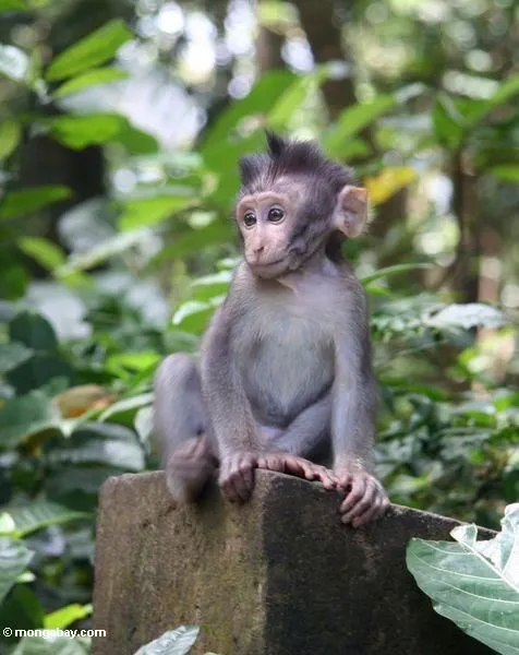 Foto: Mono del macaque del bebé