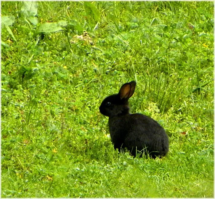 FOTO NATURA HUESCA 2: CONEJO SILVESTRE oryctolagus cuniculus ...