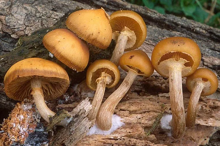 Foto-Natura-Huesca: Galerina marginata galerina autumnalis setas ...